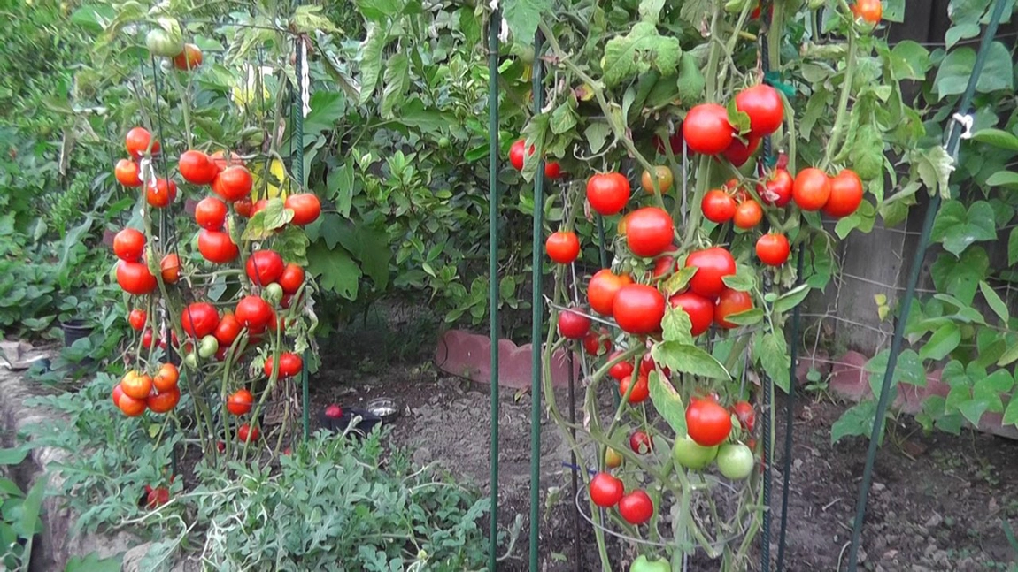 Stropeste rosiile cu apa de cenusa, bicarbonat, chiar si cu lapte. Solutii pentru a obtine o cultura mare de rosii ecologice