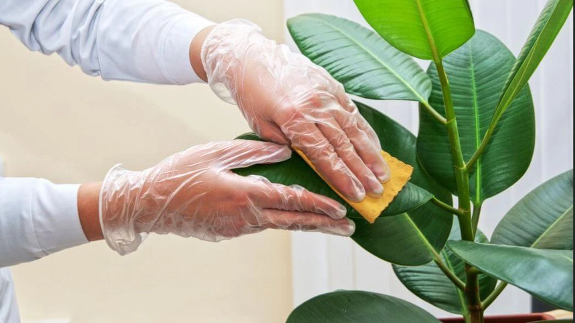 Cum sa cureti frunzele plantelor din ghiveci