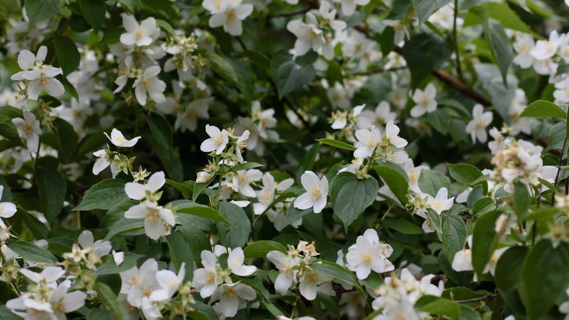 Cum se face inmultirea iasomiei (Philadelphus coronarius)
