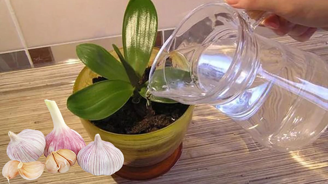 Ai o floare de apartament si vezi ca se usuca? Usturoiul iti sare in ajutor!