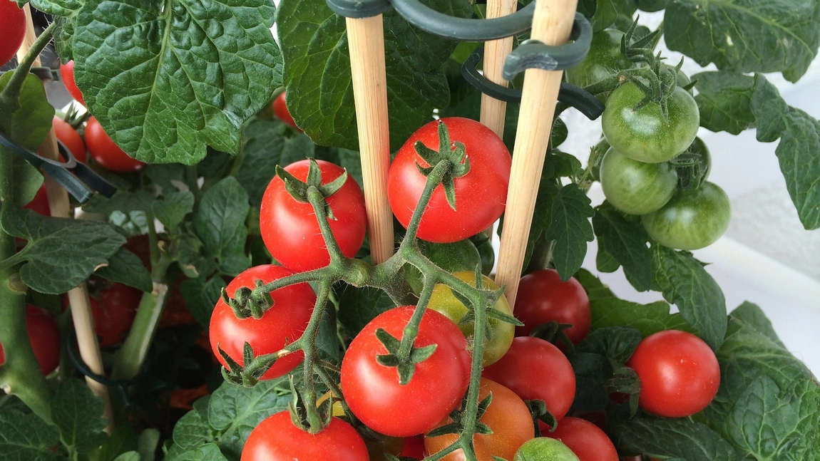 Tratamente bio pentru rosii: Stropiri fara chimicale contra manei sau a putregaiului cenusiu