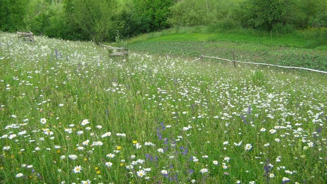 Fanul ascunde o sumedenie de plante medicinale. Cum il folosesc calugarii pentru a trata diverse afectiuni