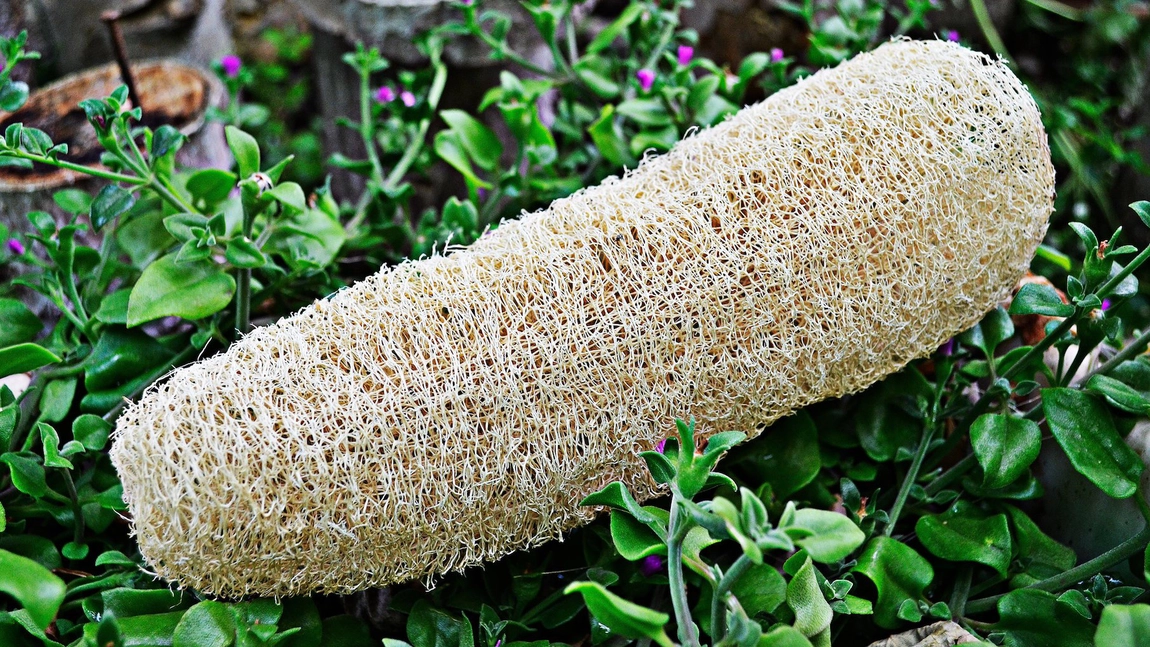 Tot ce trebuie sa stii despre buretele vegetal! Aceasta planta exotica face minuni pentru piele