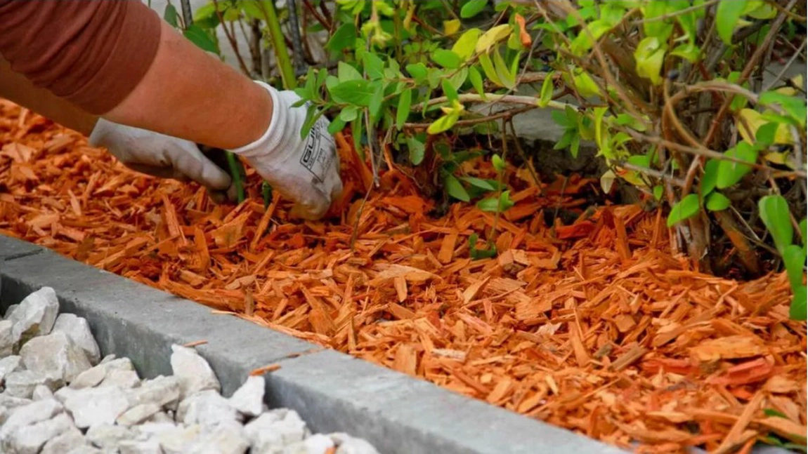 Rumegusul este un bun ingrasamant ecologic. Totodata este si un element decorativ ieftin pentru gradina