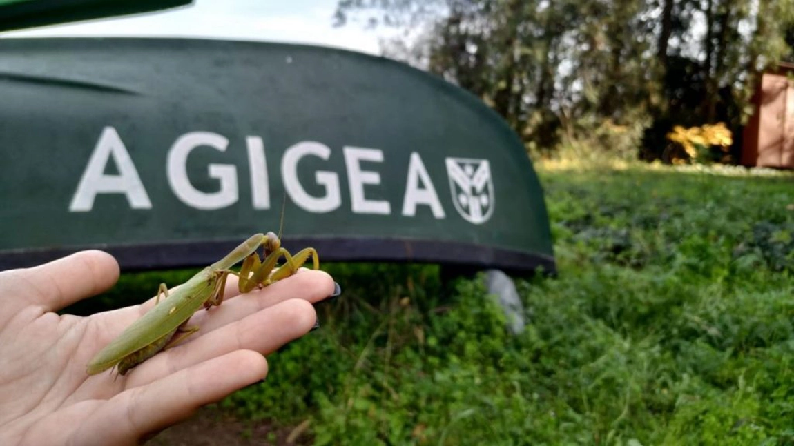 O nouă specie de insectă, descoperită de cercetătorii Universității 