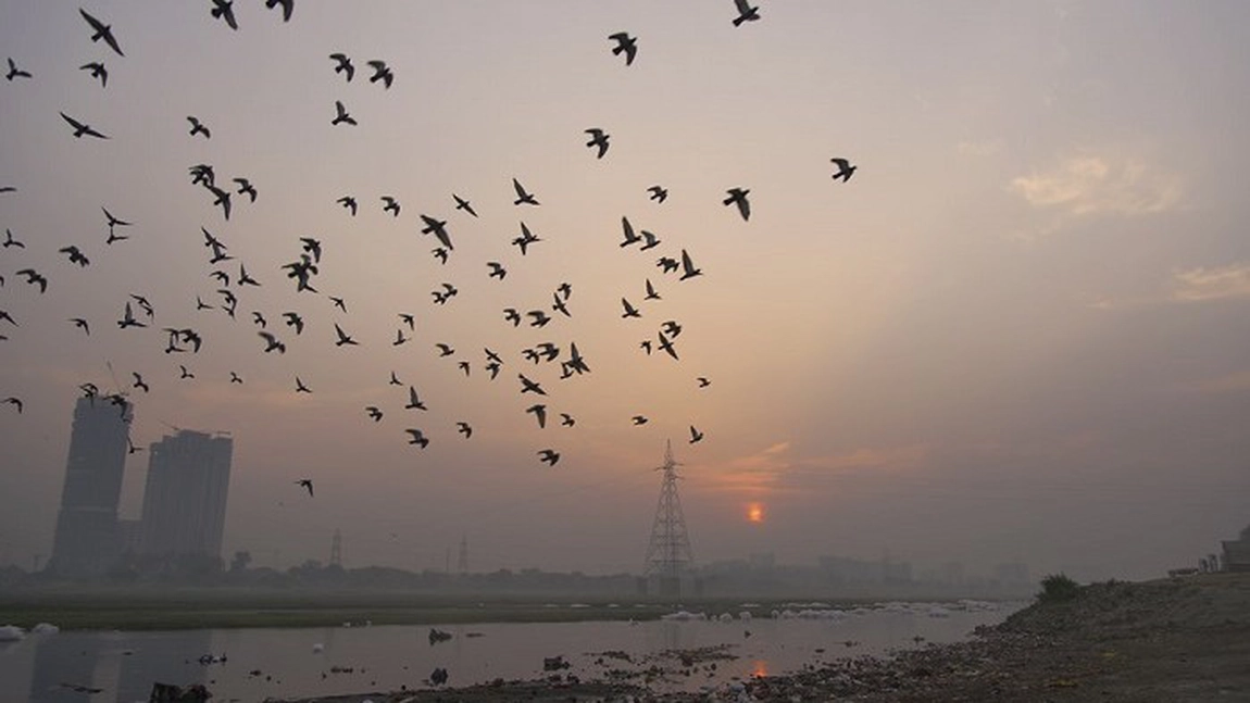 India, 18 000 de păsări găsite moarte pe un lac