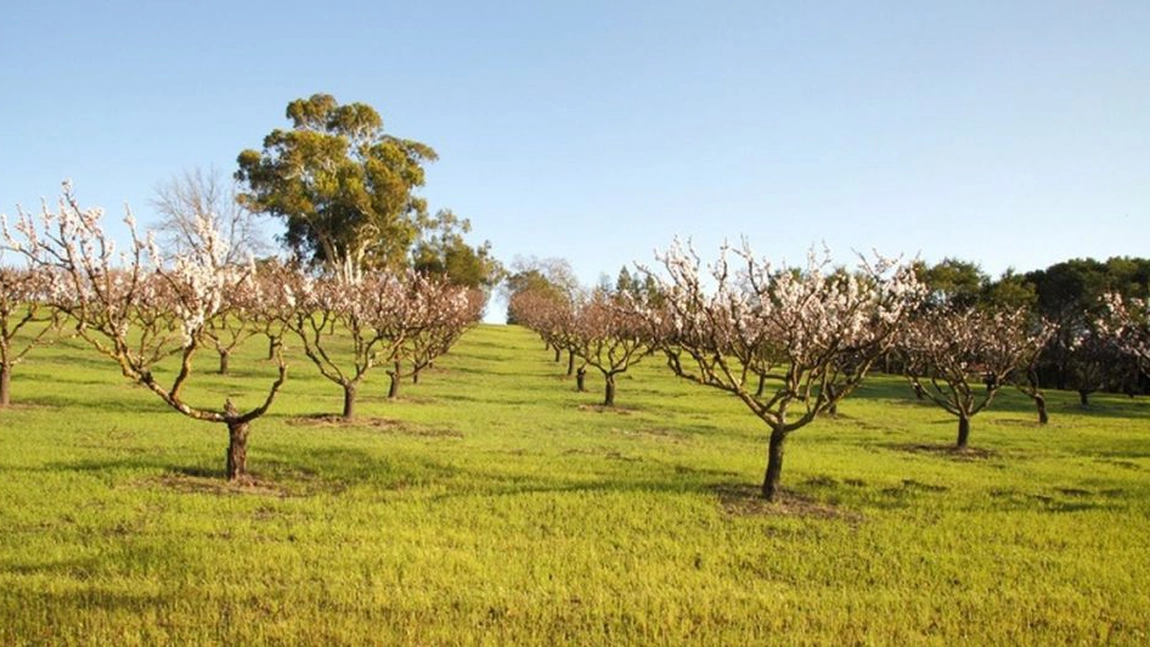 Ieșenii investesc milioane de euro în sectorul pomicol