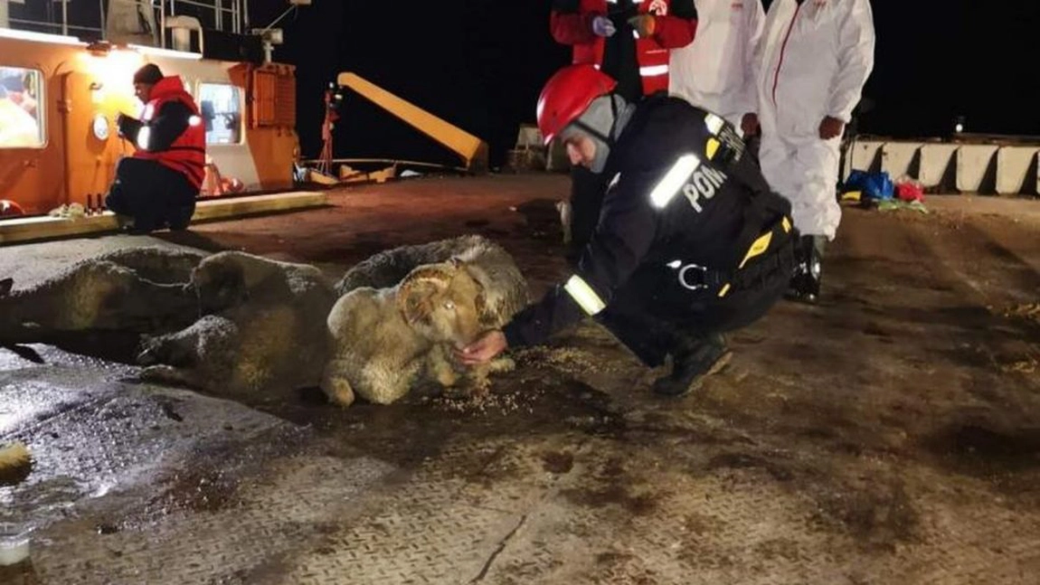 Câte oi au fost salvate după patru zile de la răsturnarea vasului din Portul Midia