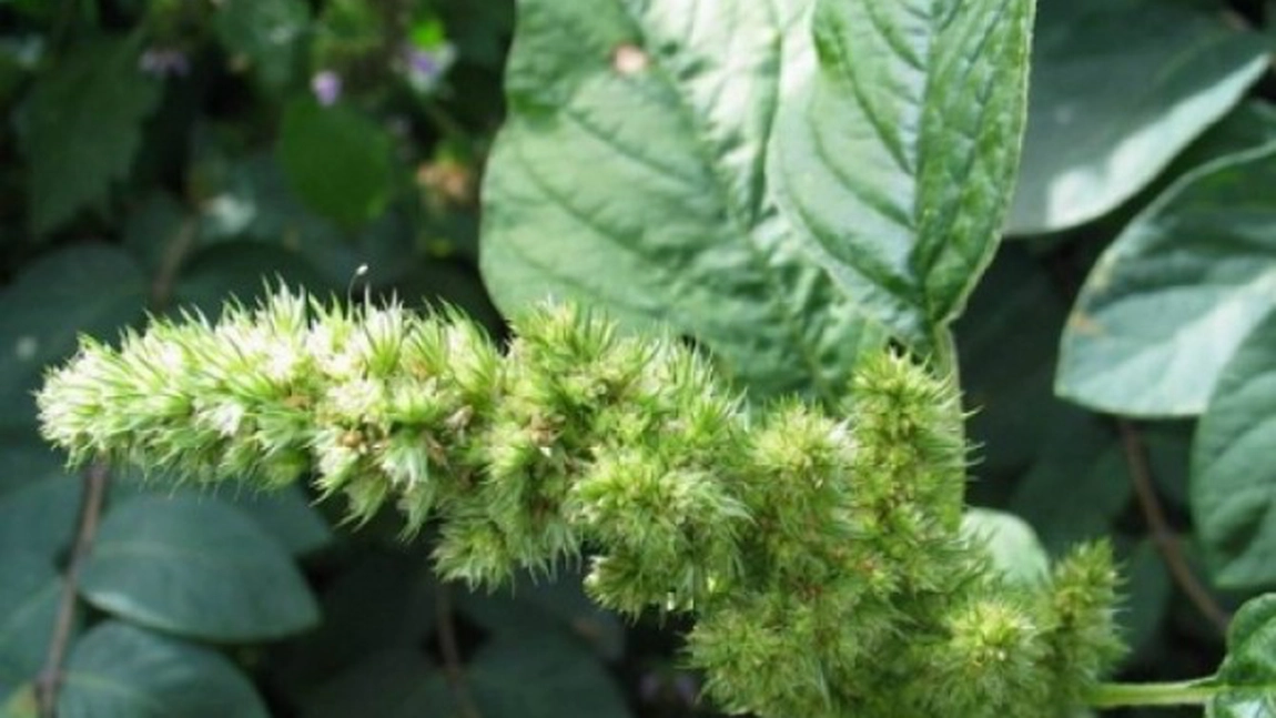 Stirul, planta care poate încetini dezvoltarea tumorilor! Iată cum să o consumi