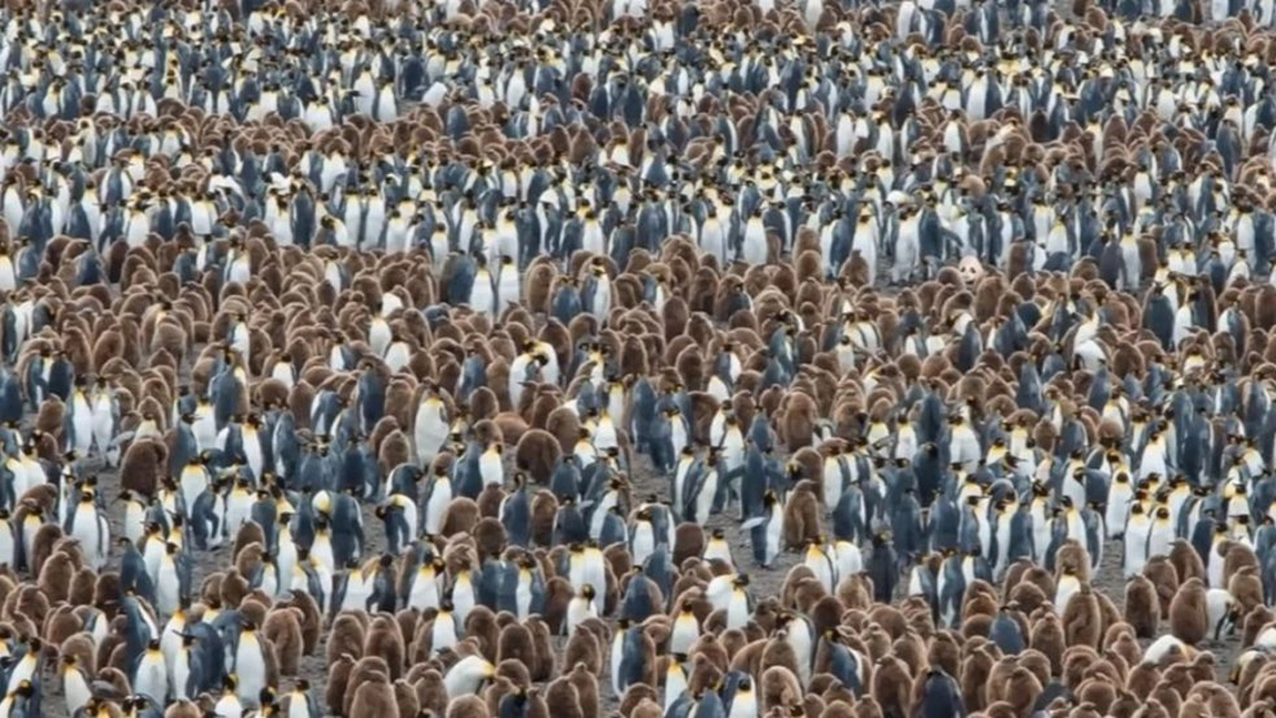 Unde esti ursul în imagine? Doar 20% din populaţia golbului a reuşit să rezolve acest test