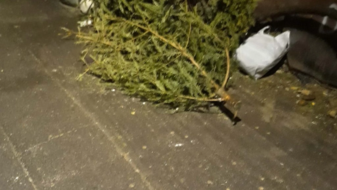 Atenție, ieșeni! Depozitați brazii de Crăciun în apropierea tomberoanelor, nu în interior!