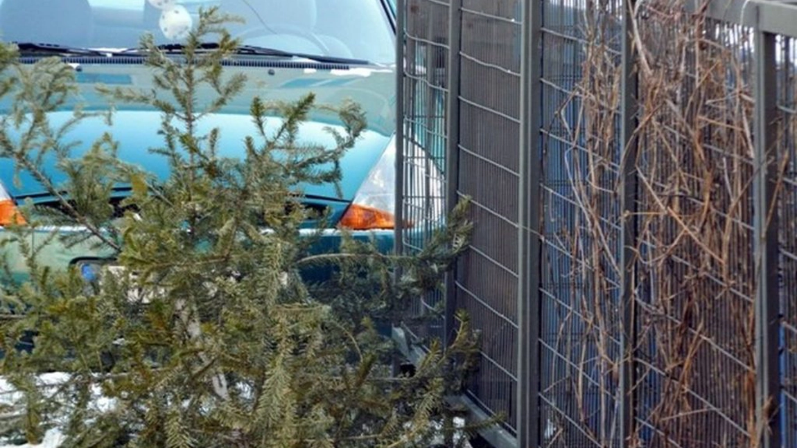 Mașini speciale pentru colectarea brazilor de Crăciun de la containerele din cartiere