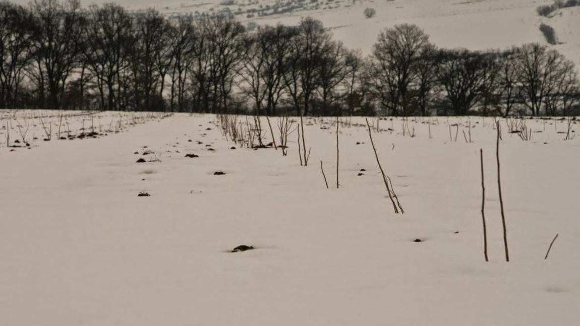 Un afacerist ieșean a investit sute de mii de euro într-un teren de câteva hectare. Vrea să dea lovitura cu un business deja profitabil în Italia