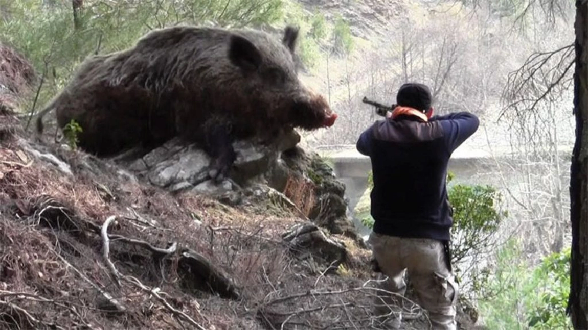 Tragedie evitată la milimetru într-o partidă de vânătoare! Un puști a fost atacat de mistreț! S-au tras focuri de armă până când animalul a fost ucis!