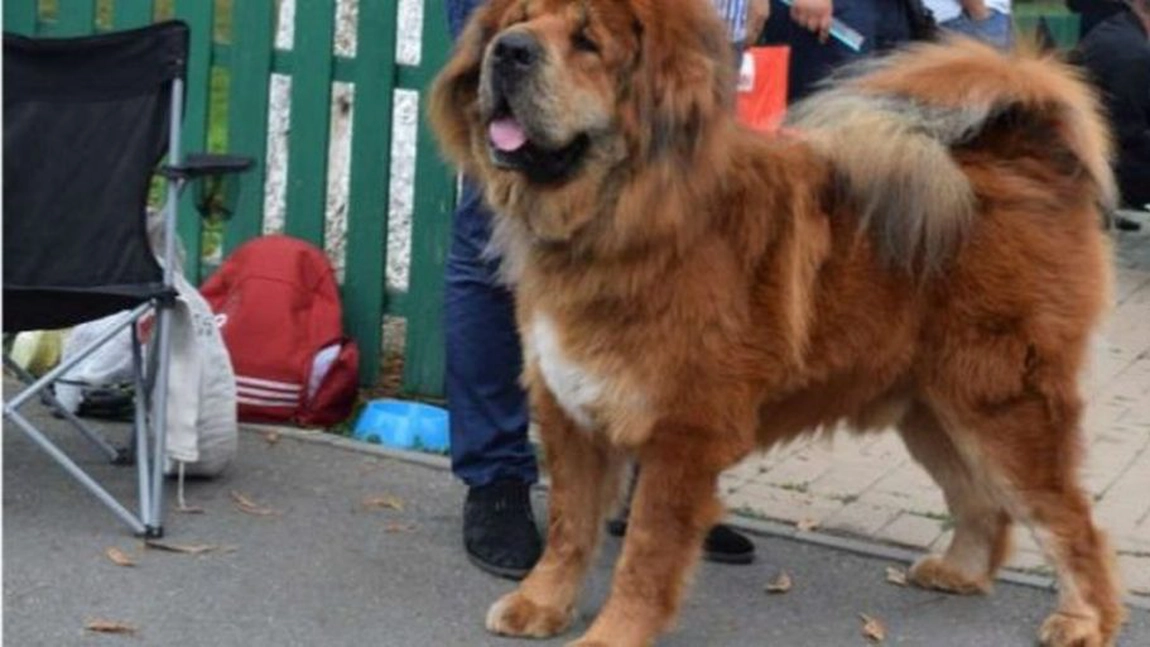 Câinii de talie mare lăsați nesupravegheați atrag amenzi pentru deținători