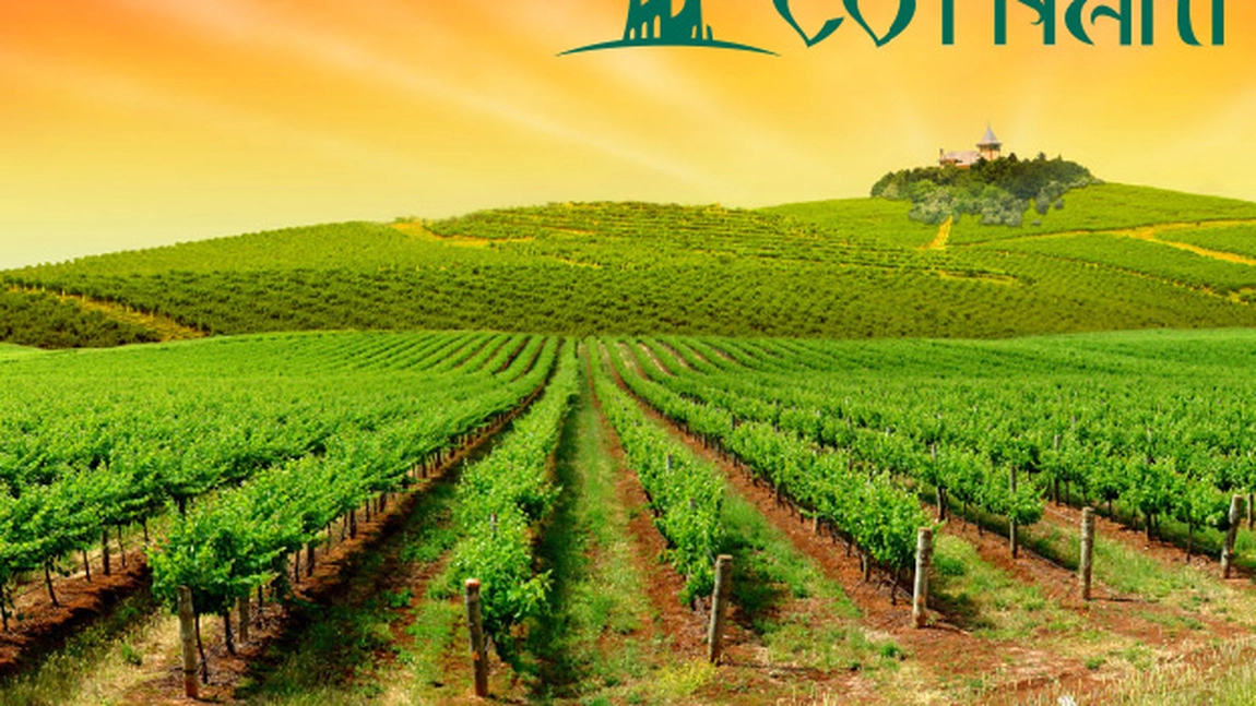 Campionul Podgoriei Cotnari