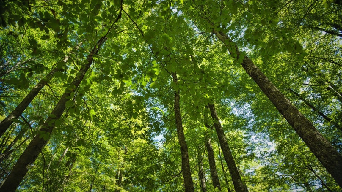 Şeful Regiei Naţionale a Pădurilor Romsilva, demis. Cine este noul director general interimar