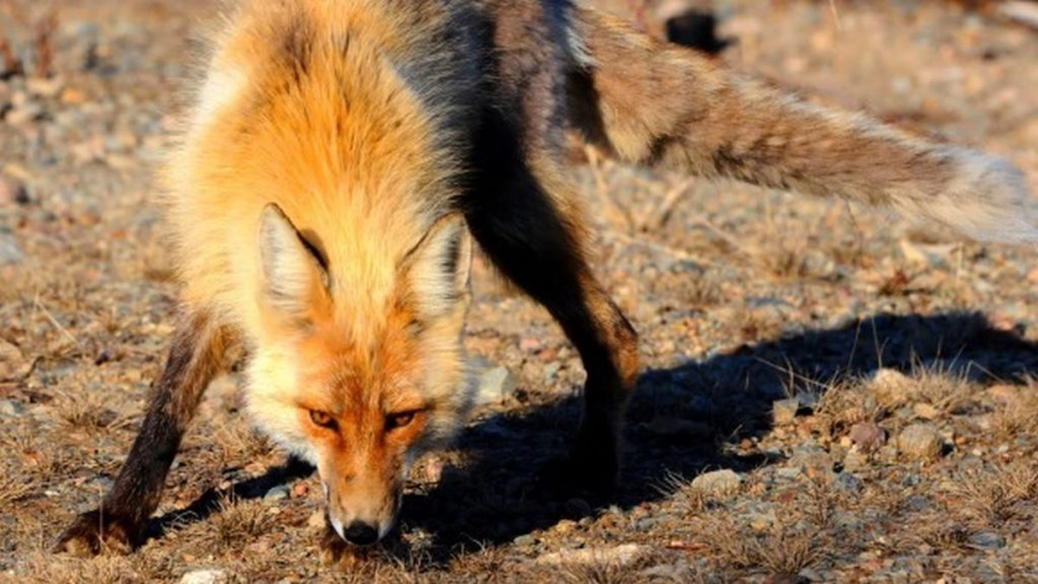 O bătrână a fost mușcată de vulpe! Dacă nu ar fi sunat la 112 la timp, ar fi murit
