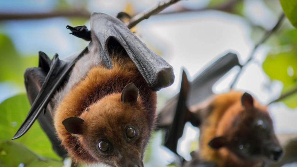 Oraş australian, invadat de lilieci - VIDEO