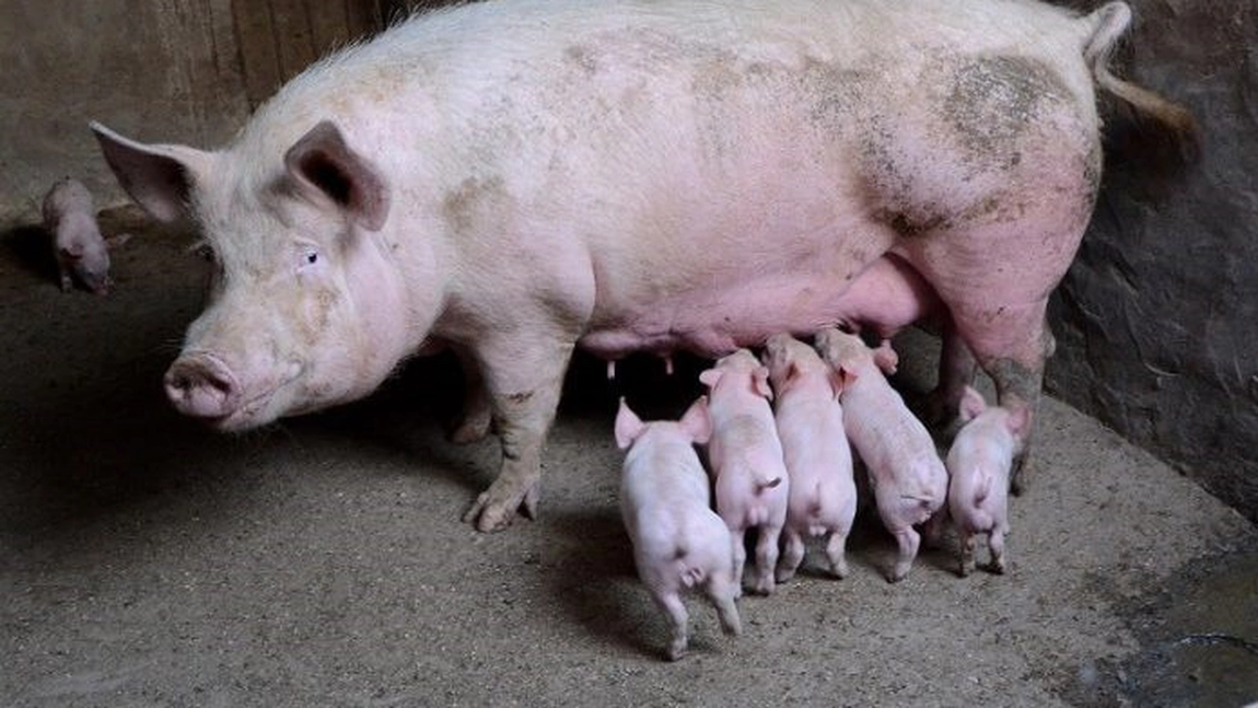 Peste 240 de localităţi din România, afectate de pesta porcină africană