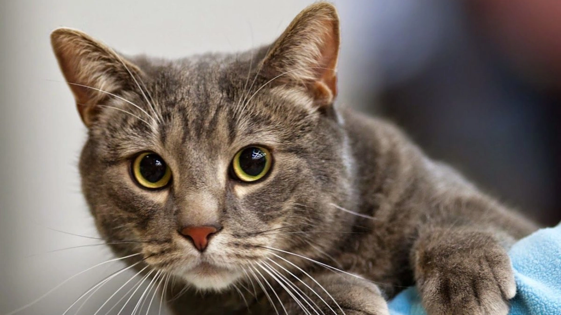 Atentie mare la animalele de companie: o pisică a fost depistată pozitiv cu coronavirus