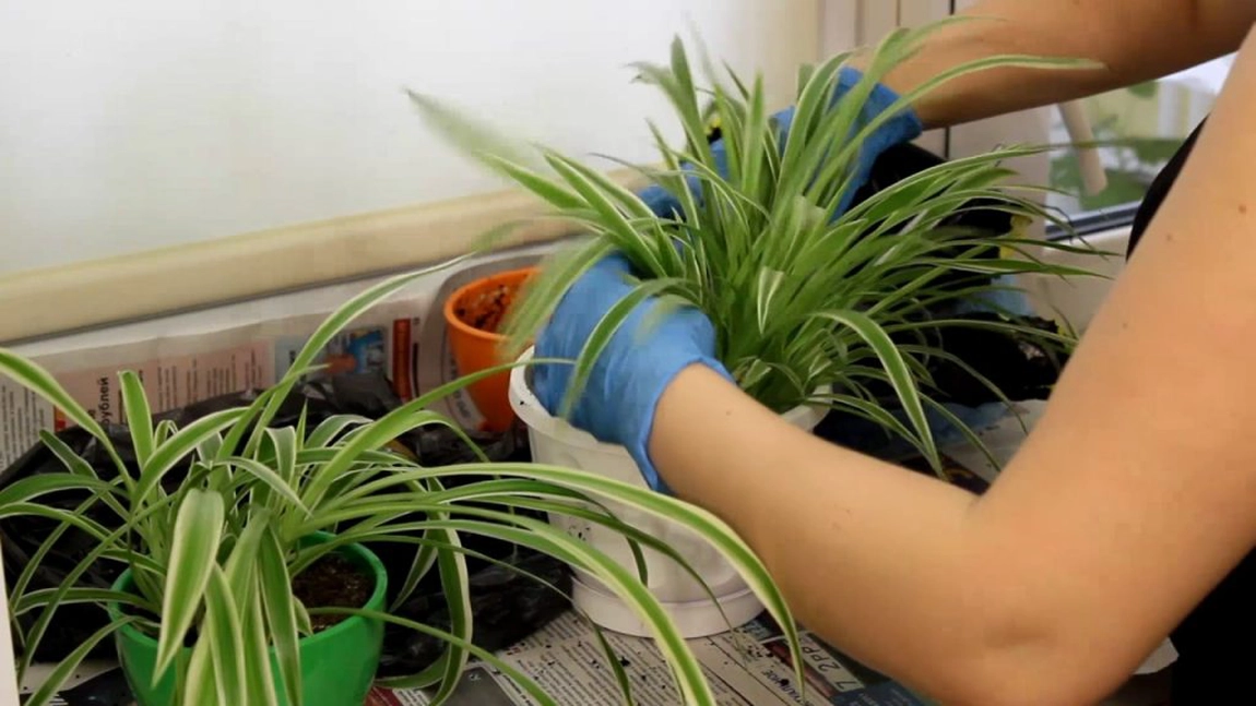 9 plante care purifică în mod natural aerul poluat din casă