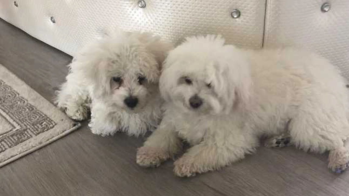 Cum să-ţi menţii casa curată dacă ai animale de companie