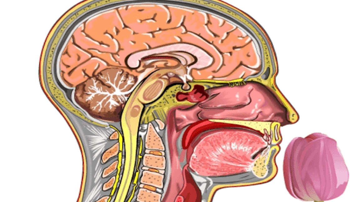 Ce este anosmia, un semn observat la mulţi dintre bolnavii asimptomatici de COVID-19