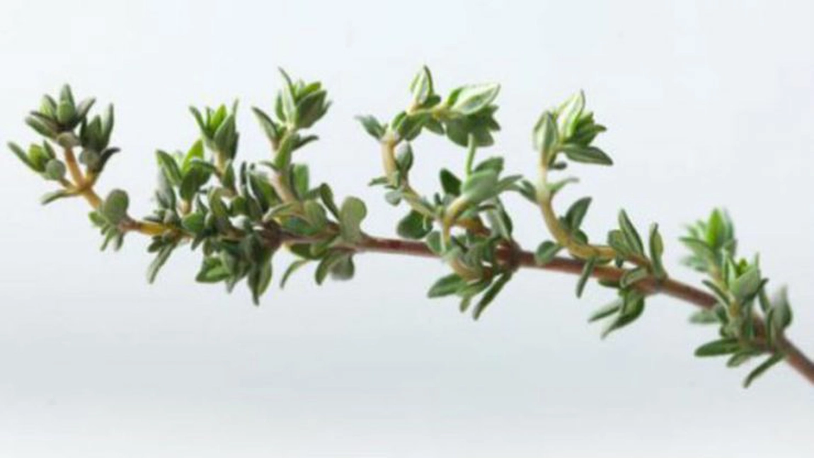 Cimbrul – Antibiotic natural, eliberat fără reţetă