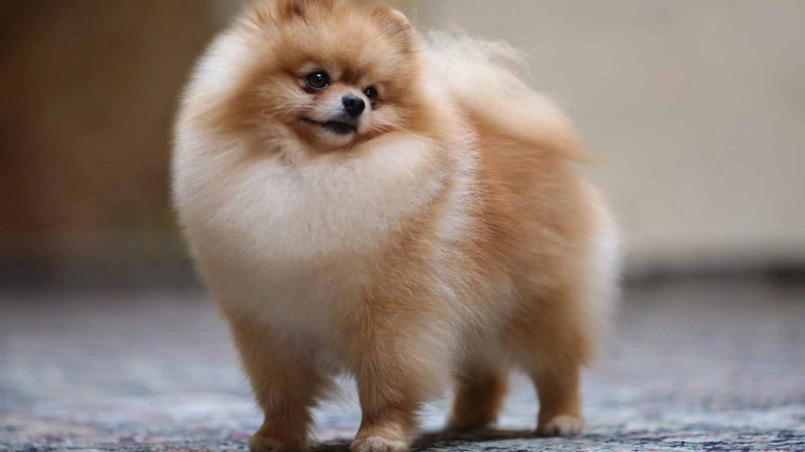 Primul câine confirmat cu Covid-19 a murit. Cauza decesului este incertă