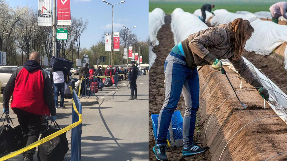 Cifrele unui exod uriaș. Adevărul despre miile de români care au plecat din Iași pe plantațiile din Germania. Schema de preluare și trimitere a miilor de oameni din țară către zonele de focar COVID-19
