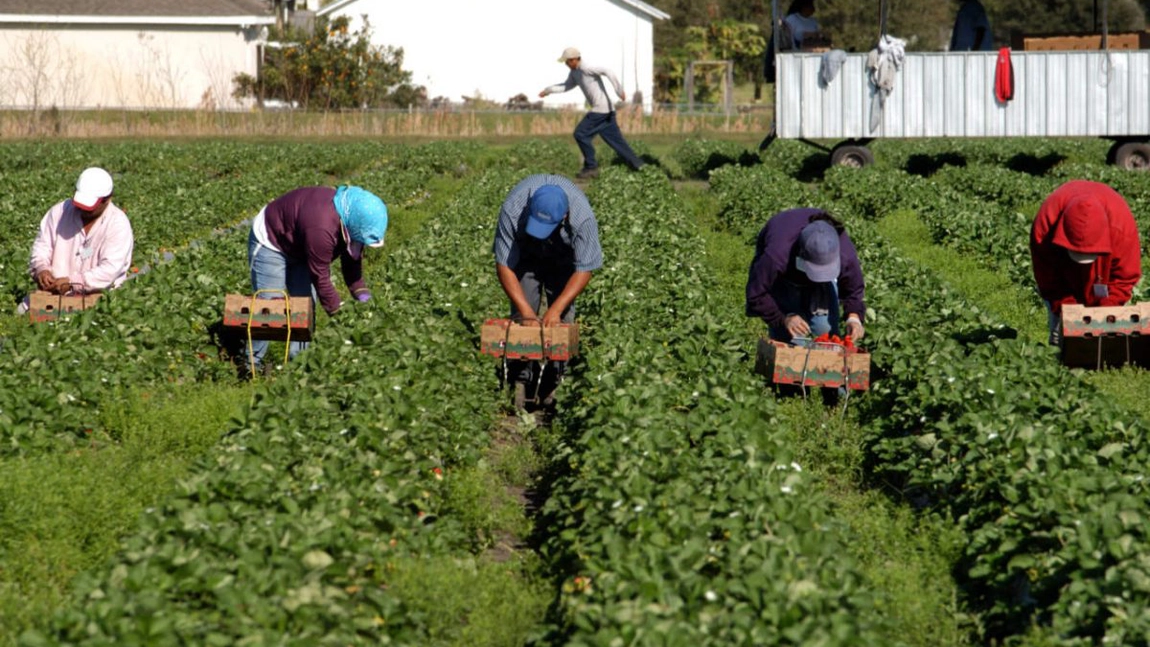Mii de britanici au respins ofertele de muncă în ferme. Mai puțin de 20% dintre cei care au aplicat au fost dispuși să lucreze