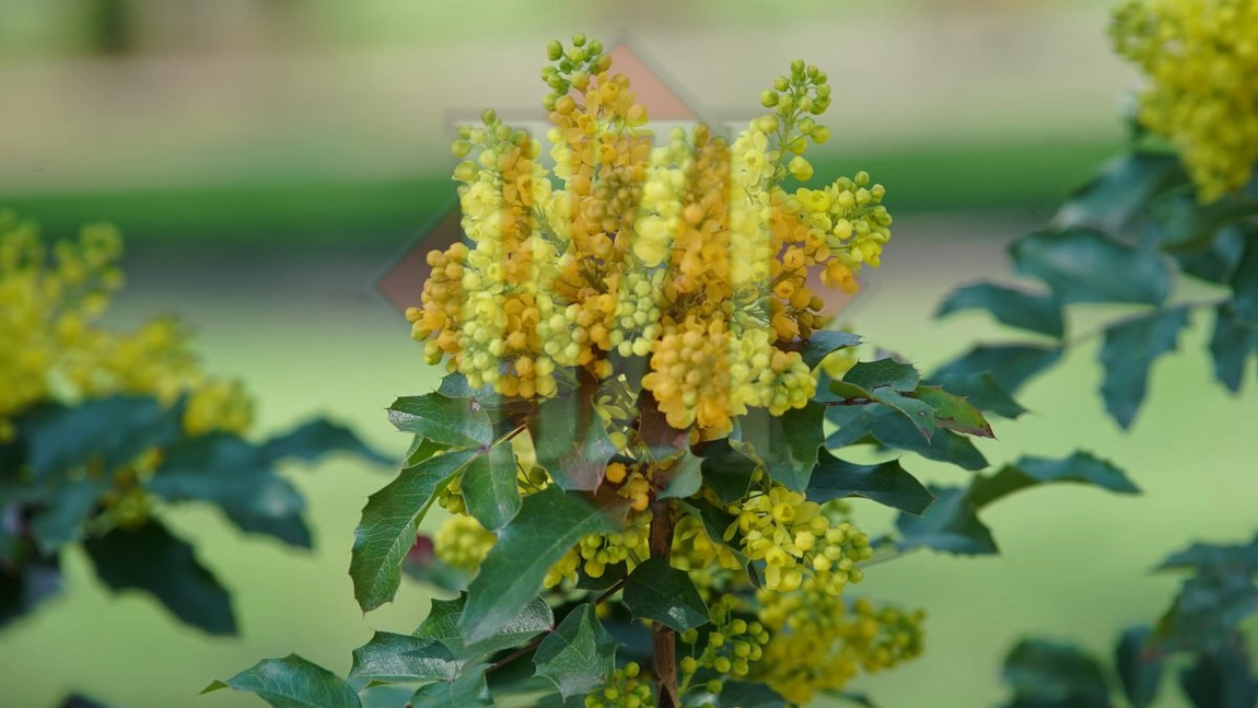 Imagini spectaculoase cu Parcul Copou! Natura își urmează calea și fără oamenii obligați să stea în case din cauza coronavirus – FOTO/ VIDEO