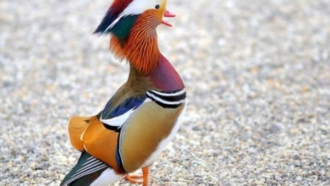 Care sunt cele mai frumoase animale din lume?
