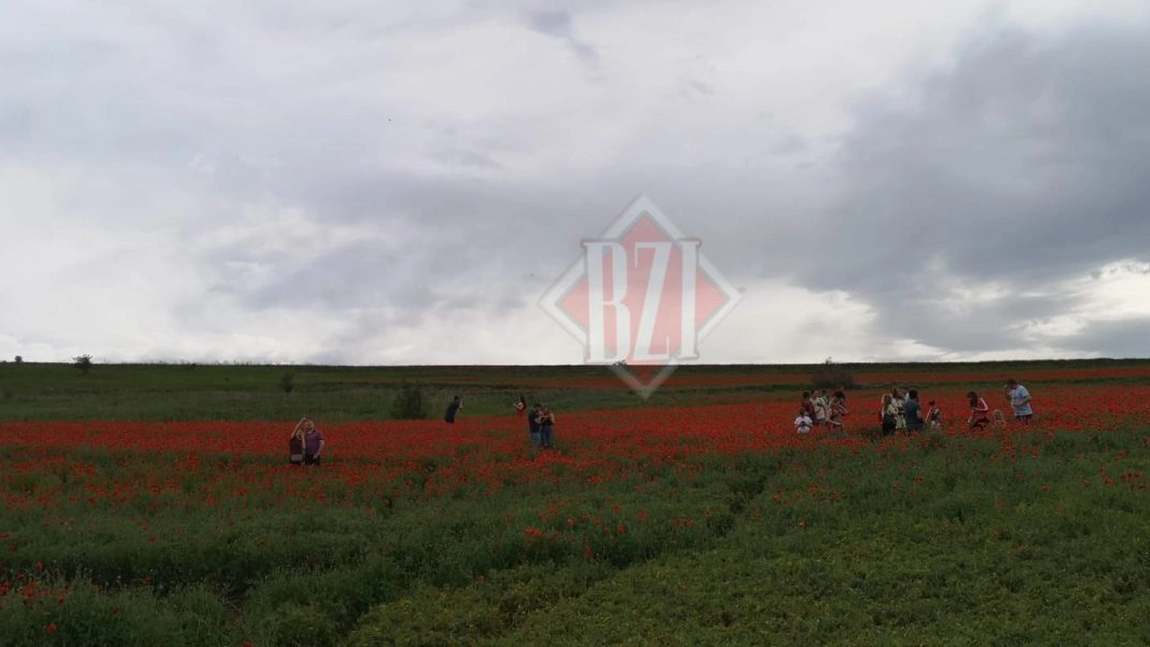 Câmpul de maci de la Vlădeni, atracţie turistică pentru sute de ieşeni! Paznicul a ajuns ghid turistic