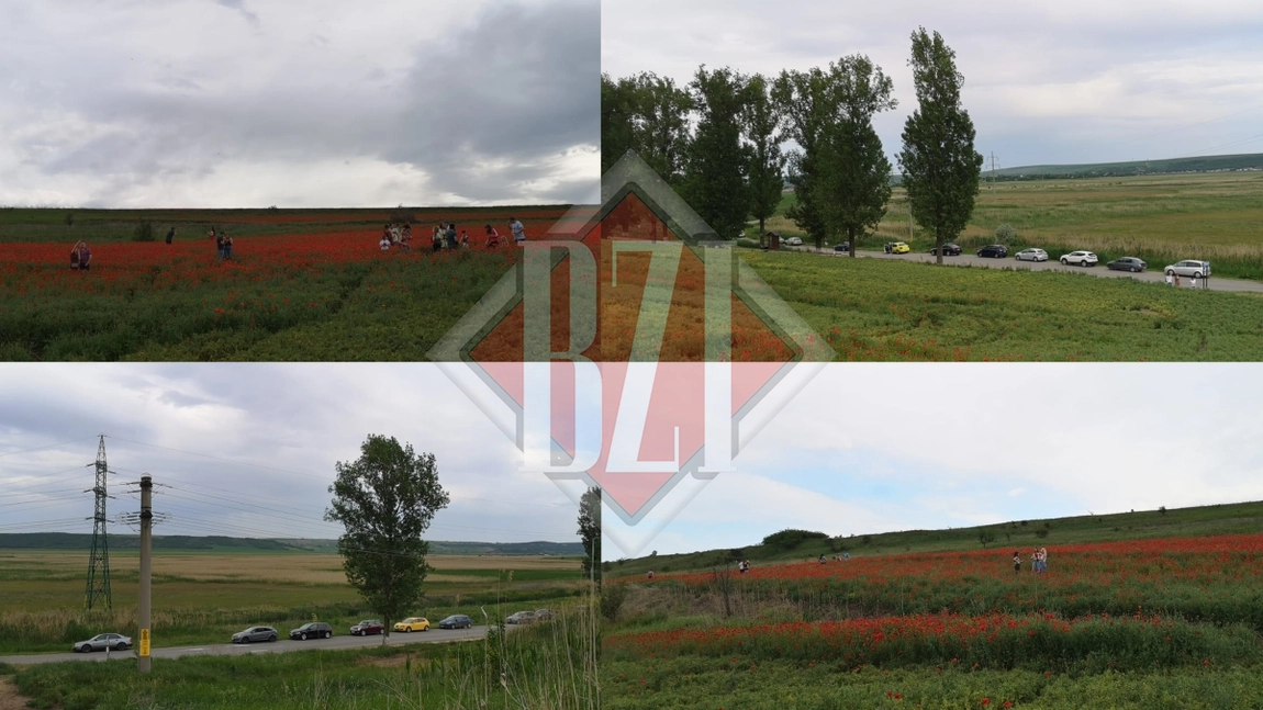 Povestea câmpului cu maci de la Vlădeni, care a devenit atracția turistică a județului Iași. Minunea a apărut dintr-o greșeală! Proprietarul terenului se plânge că vizitatorii au distrus culturile agricole