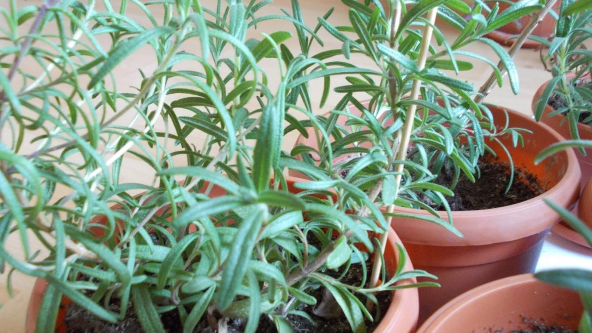 Rozmarinul, o planta super detoxifianta