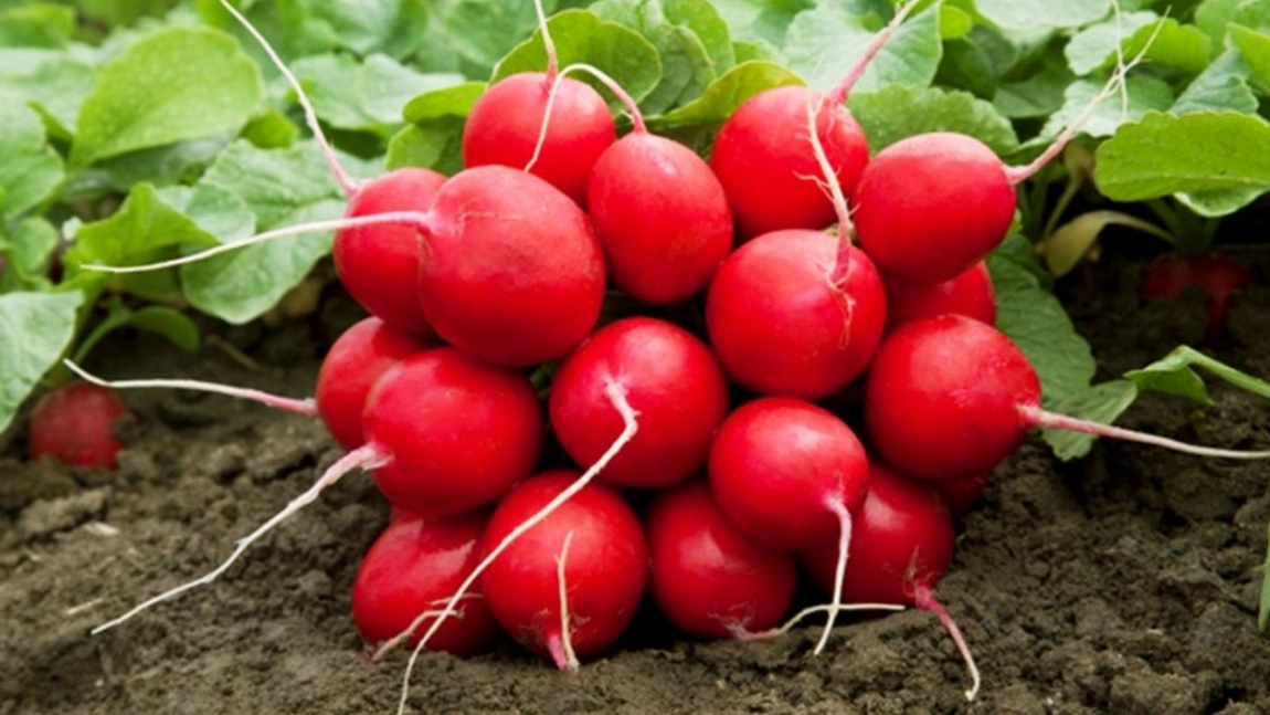 Beneficiile ridichilor roșii pentru organism. De ce este bine să le consumăm regulat