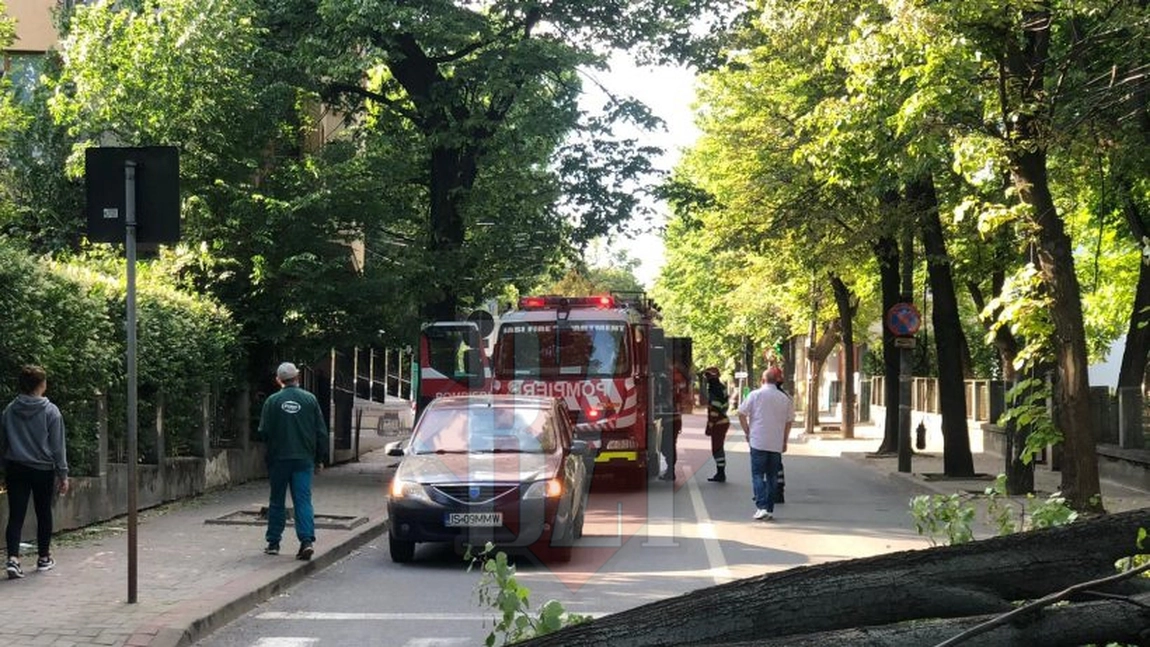 Copac prăbuşit pe strada Lascăr Catargi