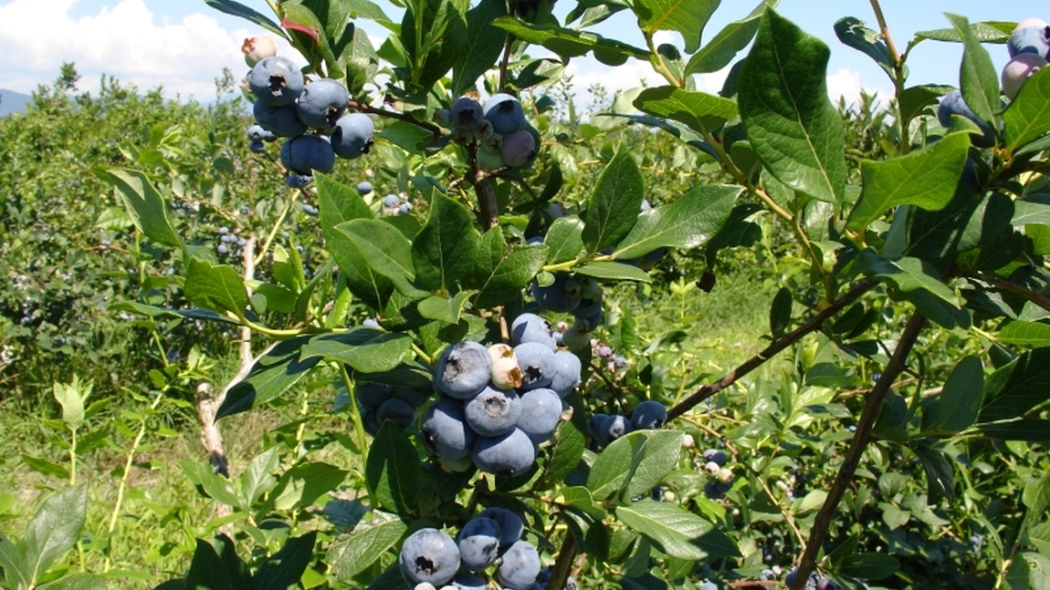 S-a dublat numărul producătorilor care vor să obțină certificate ecologice de la Direcția Agricolă Iași. Fermierii vor să obțină profit din investițiile în plantații cu afini