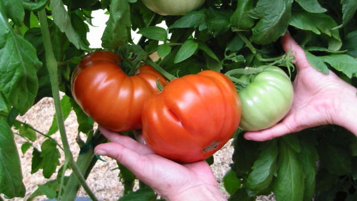 Cum să creşti roşii sănătoase şi gustoase! Trebuie îngrijite și fertilizate natural pentru o producție bogată