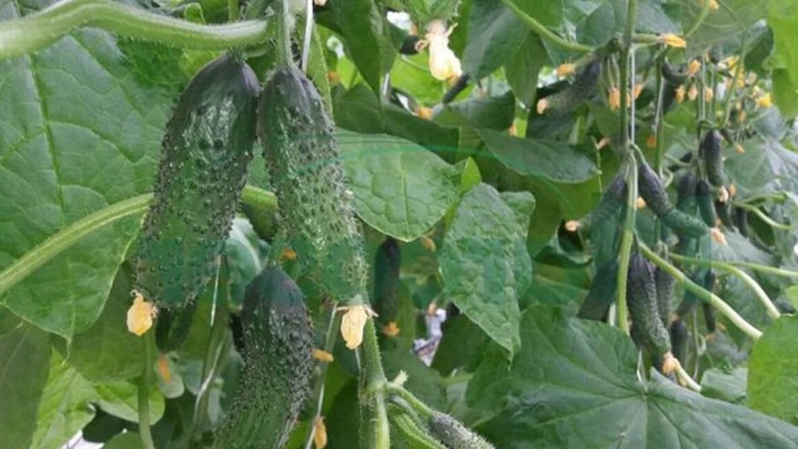 Cum obții o recoltă bogată de castraveți! Sfaturi pentru îngrijire, fertilizare și tratare contra dăunătorilor