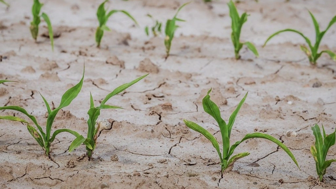 Fermierii din Iași au raportat 6.403 hectare de teren agricol cu culturi afectate de secetă, pentru care nu vor primi despăgubiri. Descoperirea a fost făcută de comisiile de evaluare
