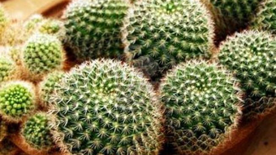 Ce se întâmplă dacă dormi cu un cactus în cameră