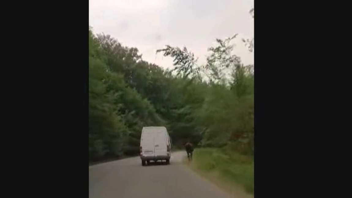 Un cal a fost transportat necorespunzător, la Iași. Proprietarul a fost amendat cu 3.000 lei - VIDEO