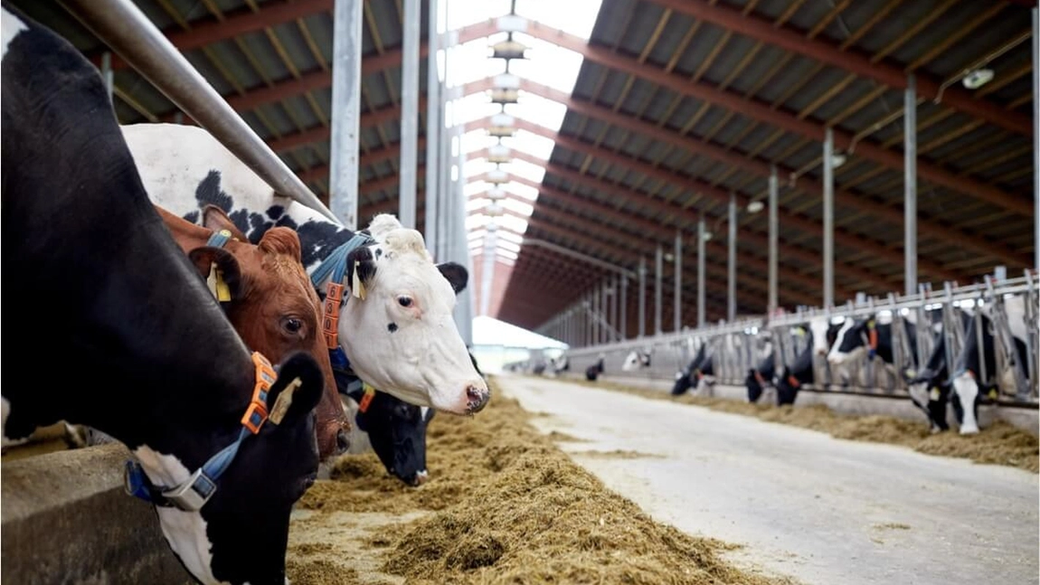 Crescătorii din Iași trebuie să depună cererile de plată pentru a obține subvenția APIA. Fermierii au încasat în anul 2020 subvenții în valoare de 70 de milioane de euro