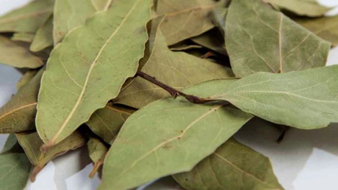 Frunzele de dafin te scapă de insecte în mod natural. Iată cum