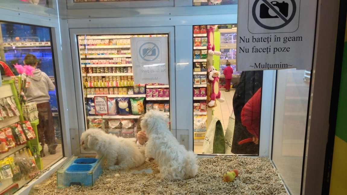Magazinele care vând animale de companie în Iași au aceleași vânzări ca înainte de pandemia de COVID-19! Unele pet shop-uri fac chiar și angajări