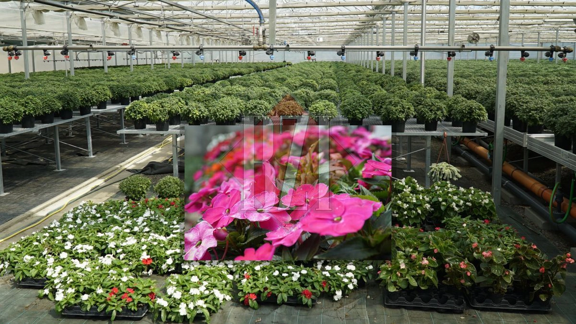 Un adevărat colț de rai al florilor din Iași, în pepiniera Servicii Publice. Ieșenii pot cumpăra flori și plante direct de aici - FOTO