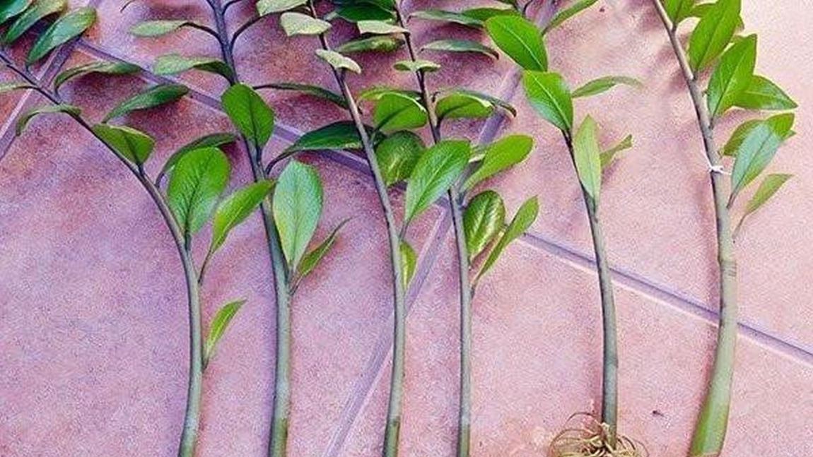 Înmulțirea plantelor prin butași. Metode simple de a obține plante viguroase